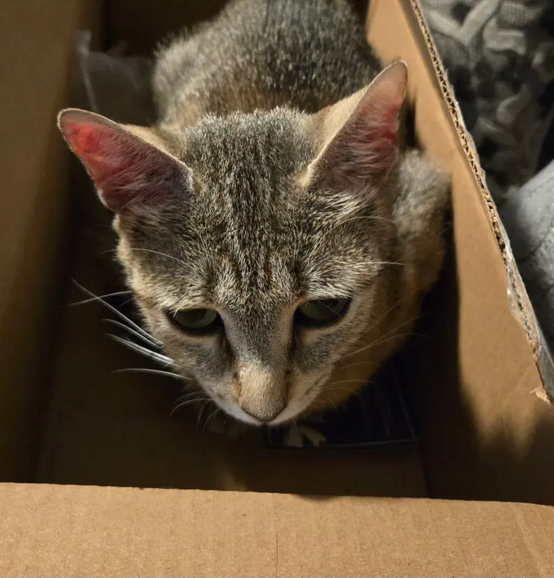 Nala-Joy, photo 4