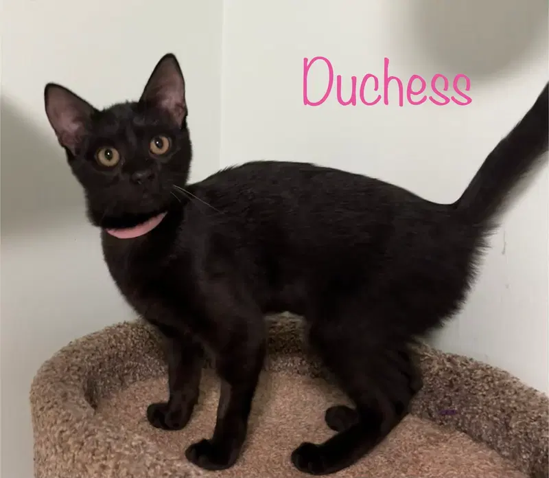 Duchess, photo 3