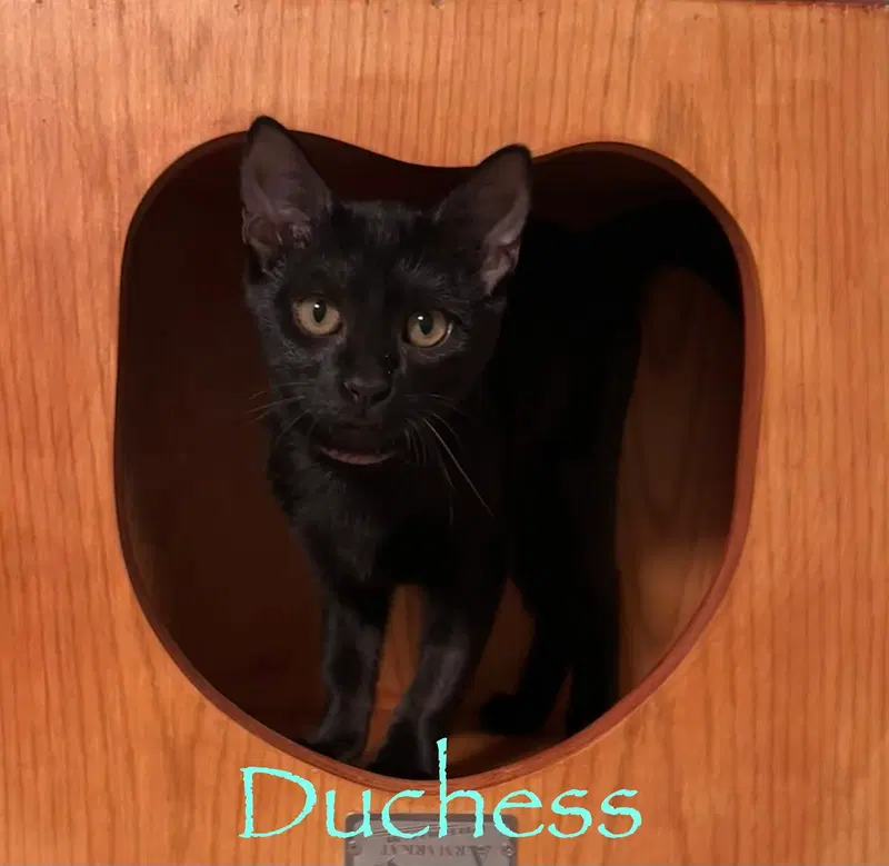 Duchess, photo 4