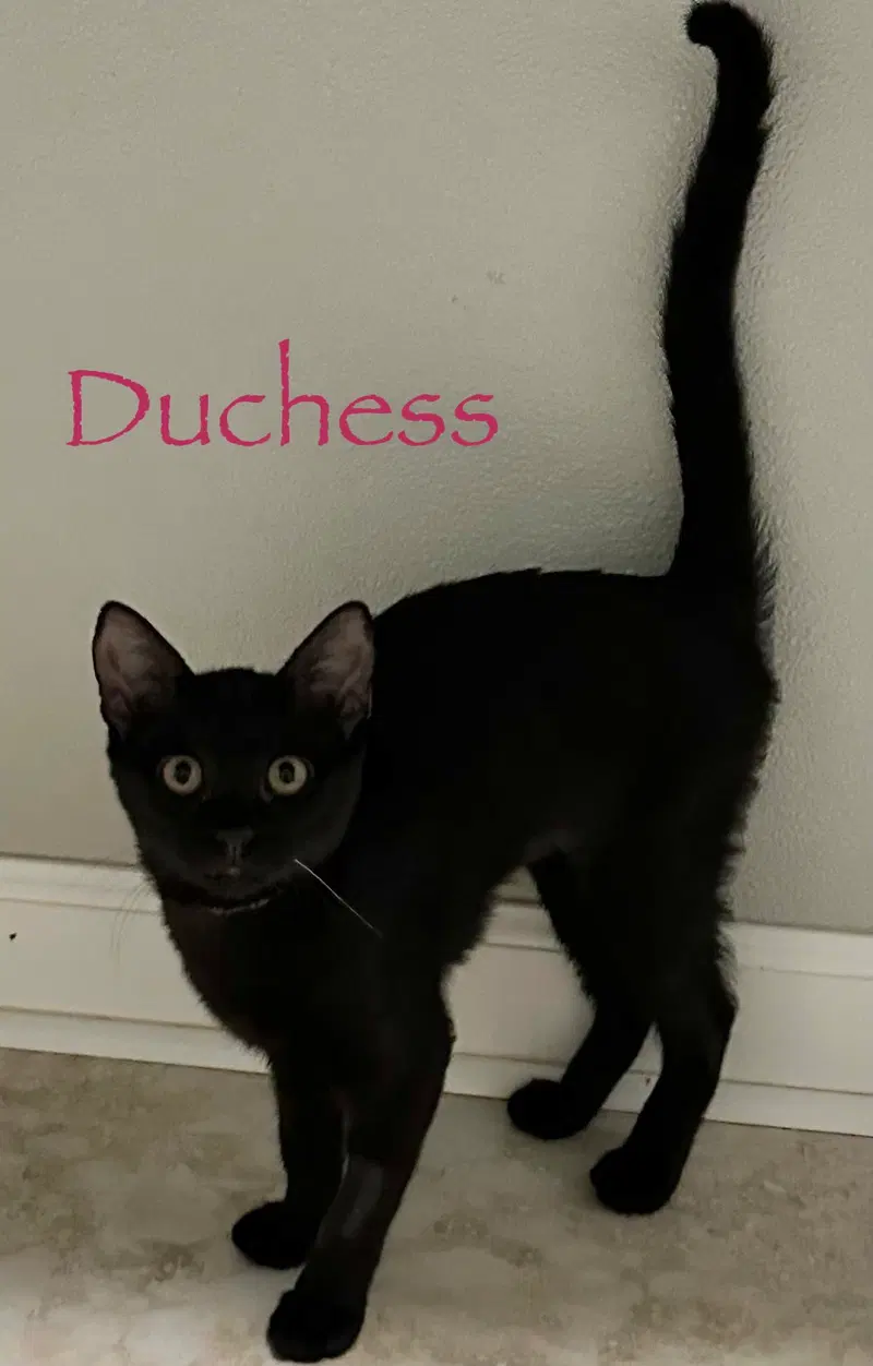 Duchess, photo 5