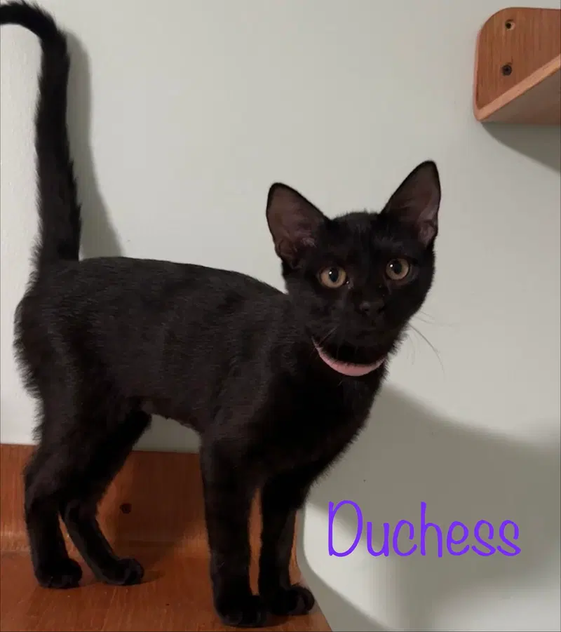 Duchess, photo 6