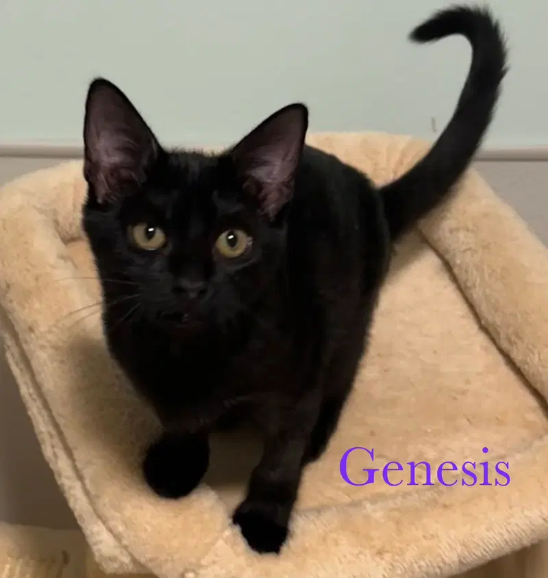 Genesis, photo 3