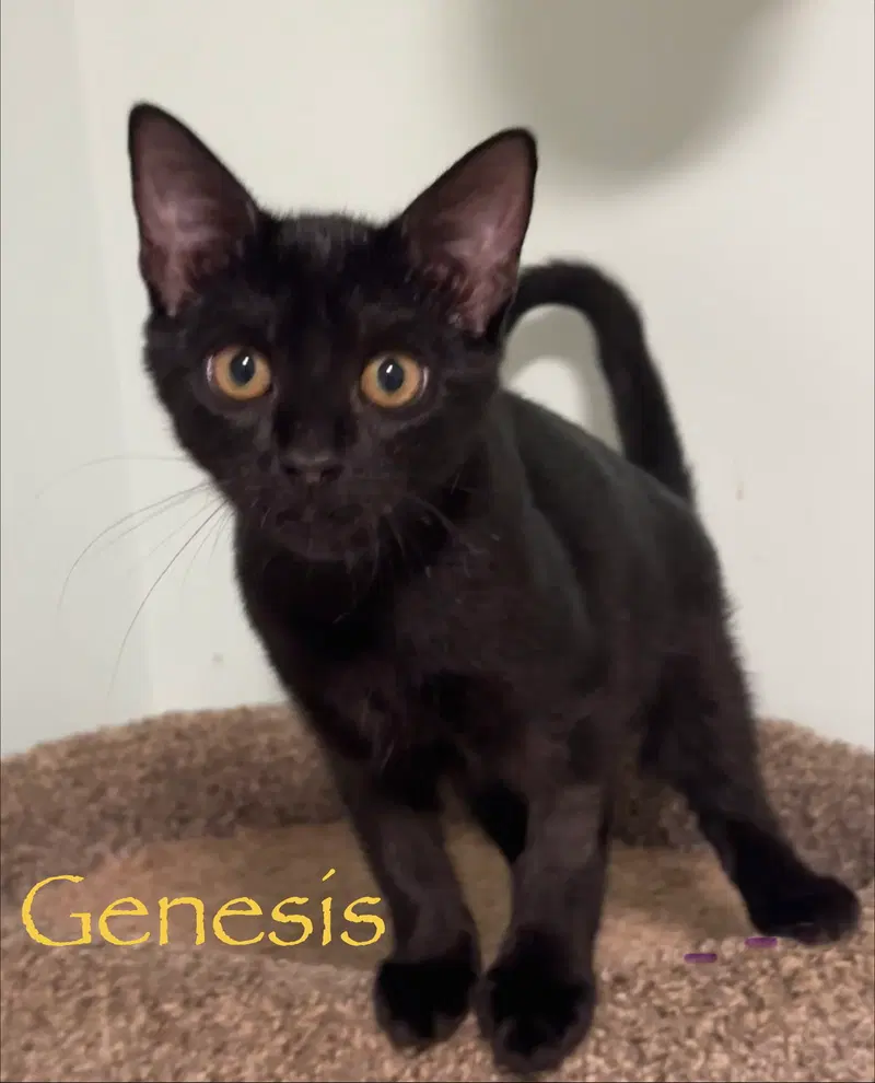 Genesis, photo 4