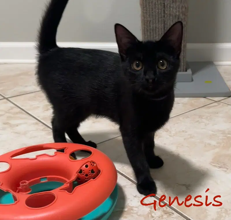 Genesis, photo 6