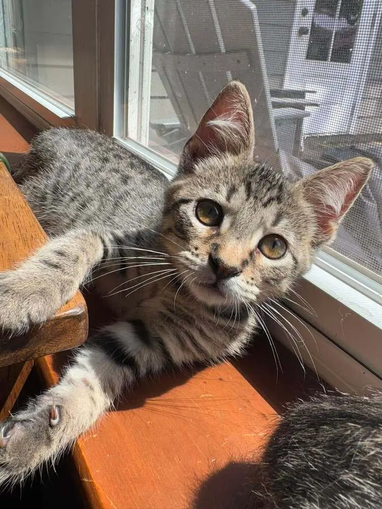 Bubba, a male kitten up for adoption