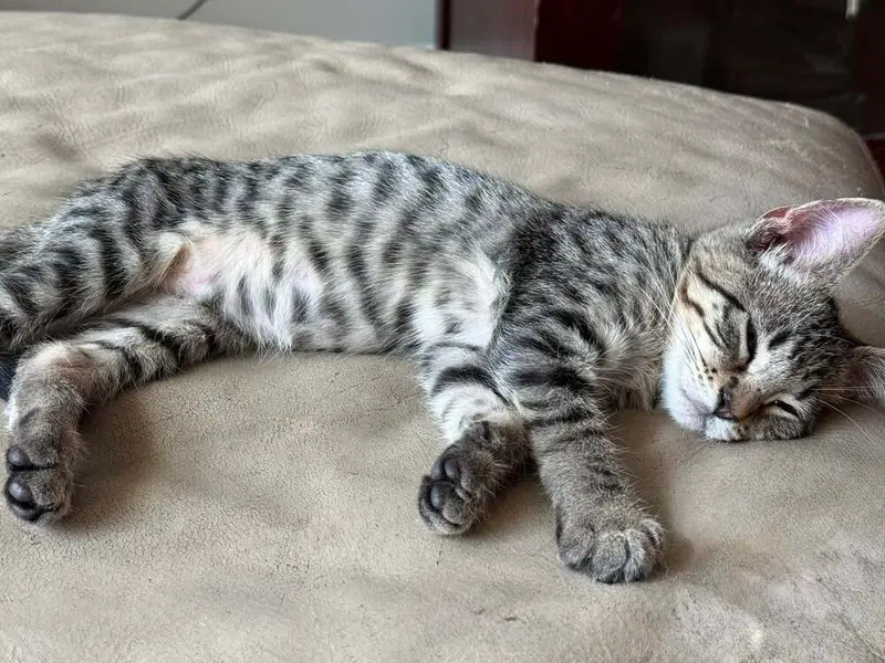 Bubba, photo 2