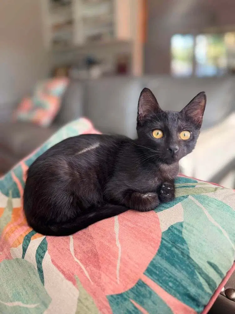 Binx, photo 2