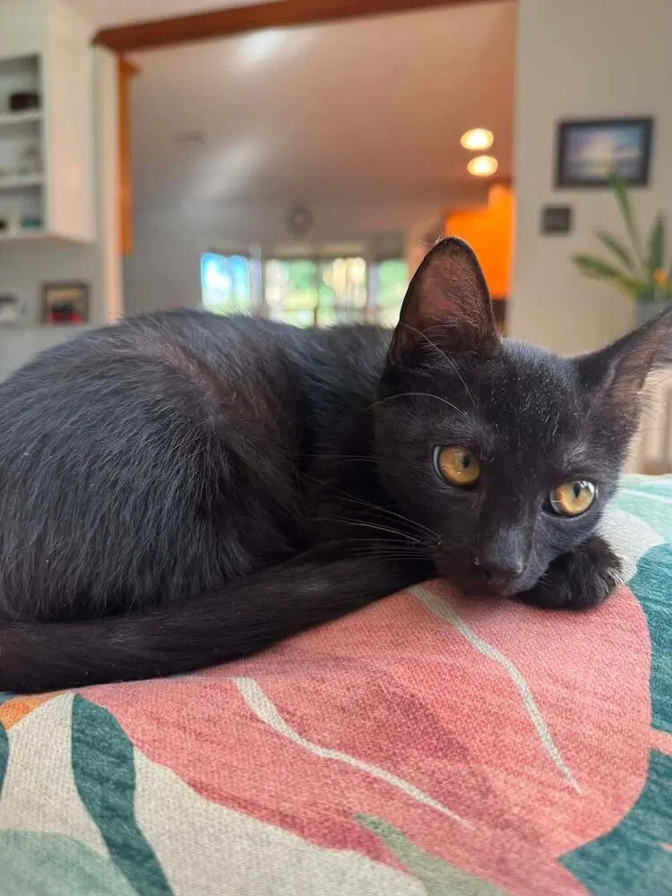 Binx, photo 3