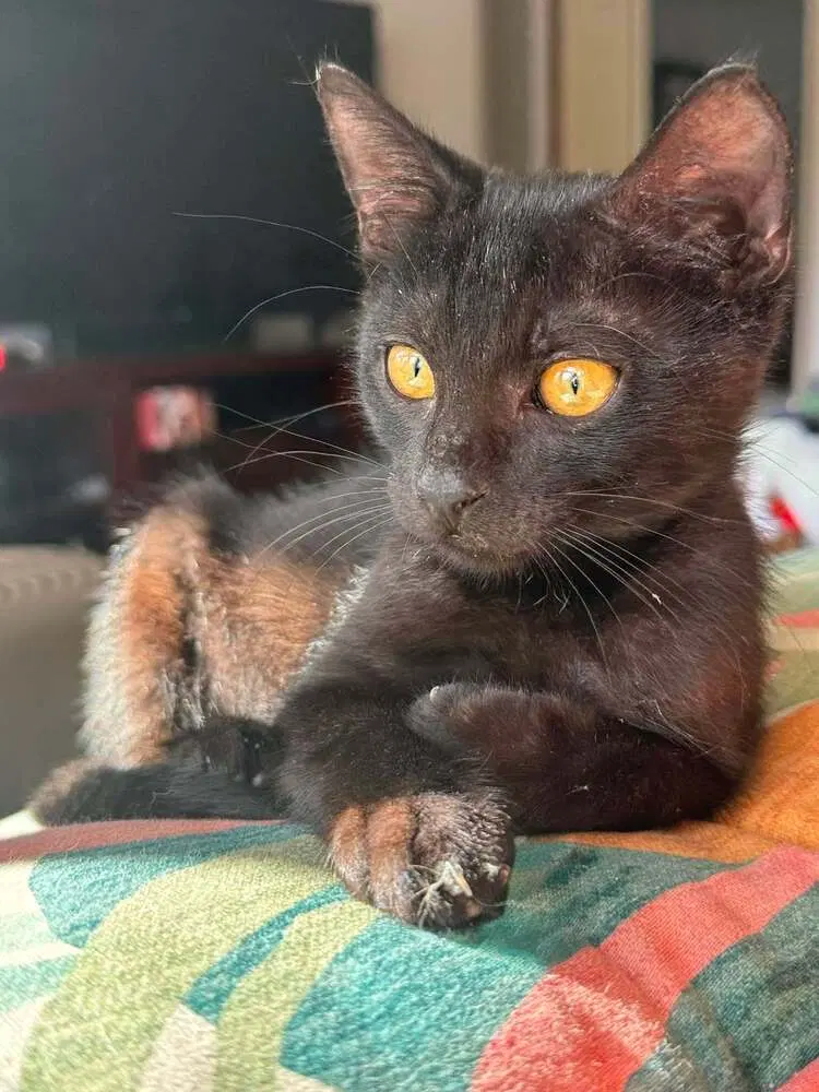Binx, photo 4
