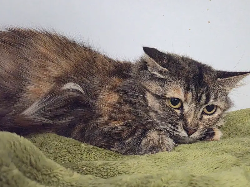 Bug, a young female cat up for adoption