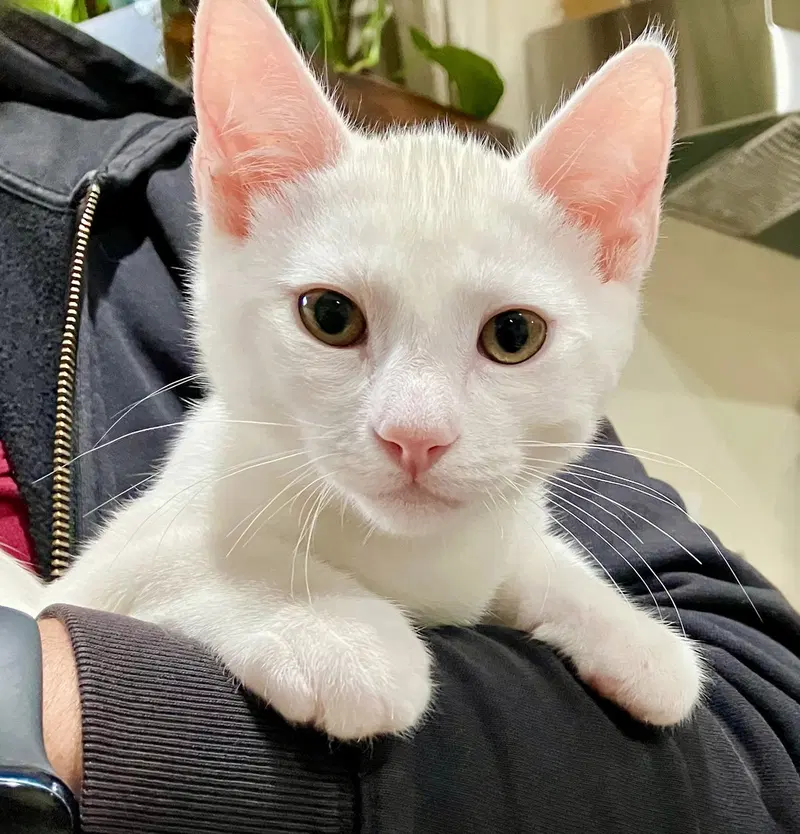 Snowball, photo 5