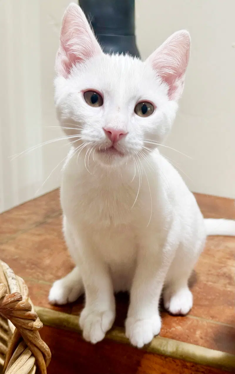 Snowball, photo 6