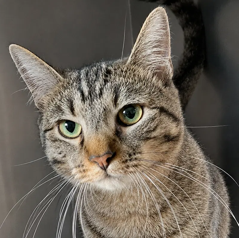 Zava, an adult female cat up for adoption