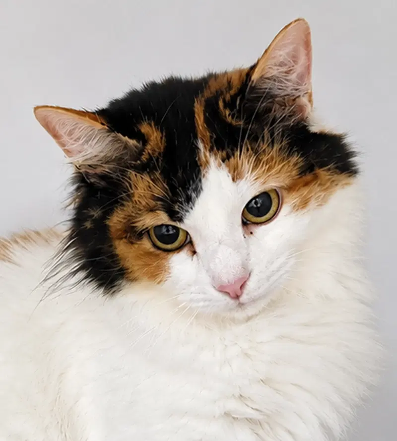 Anni, an adult female cat up for adoption