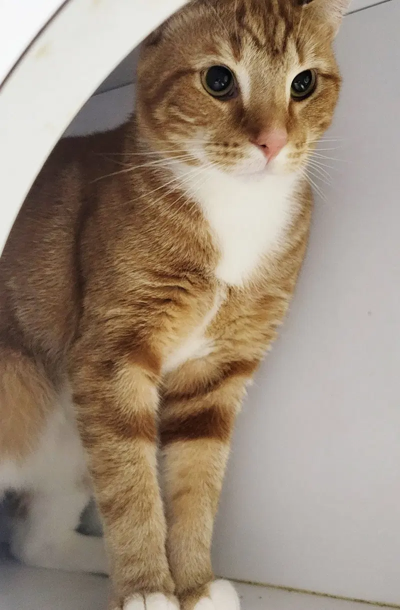 Fritatta FIV+, photo 3