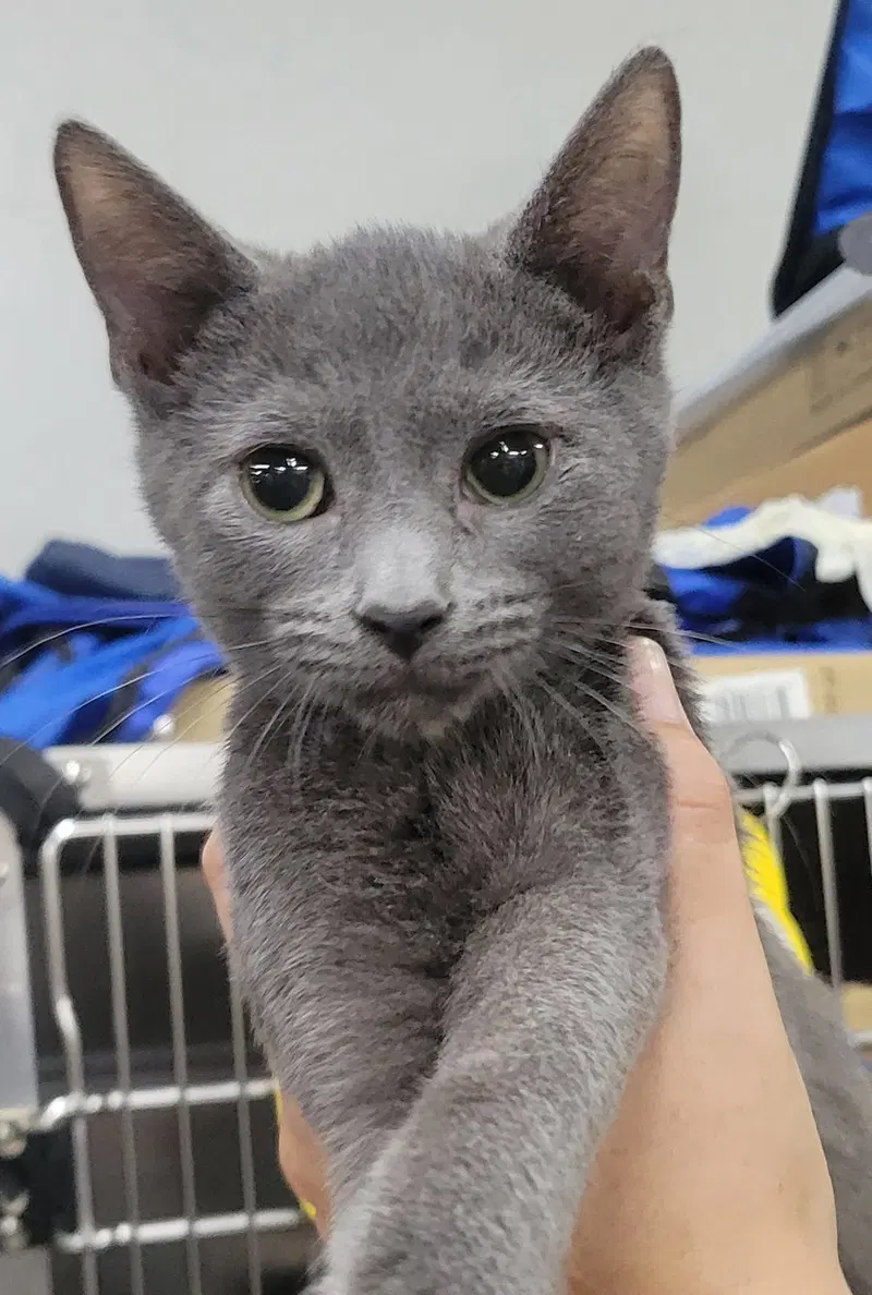Kitten Quay, photo 2