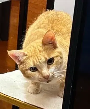 Michelle, a young female cat up for adoption