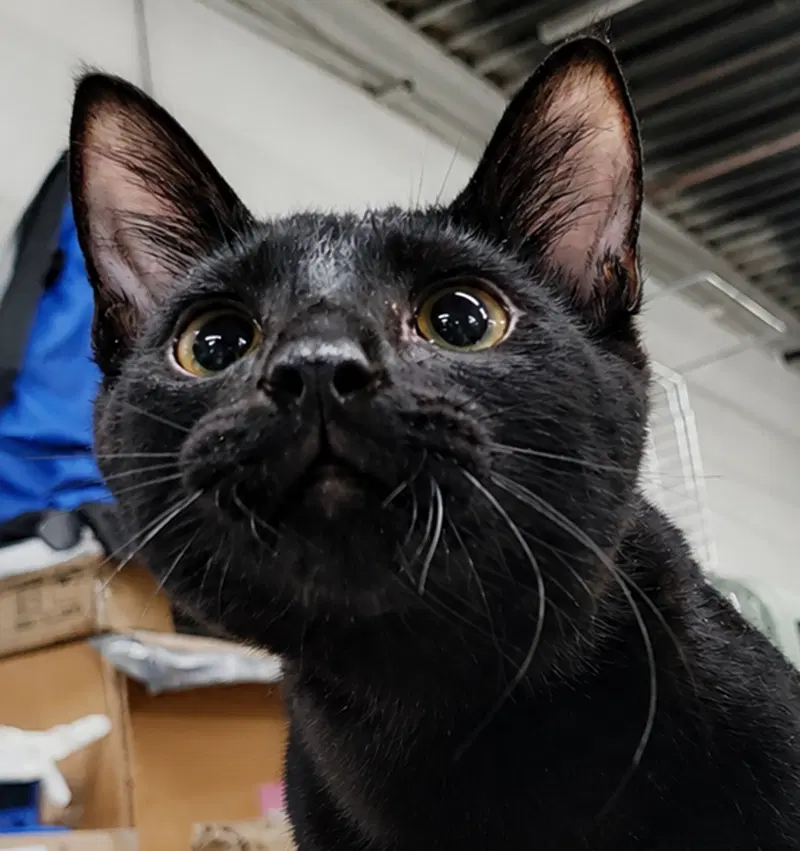 Kitten Oakley, a male kitten up for adoption