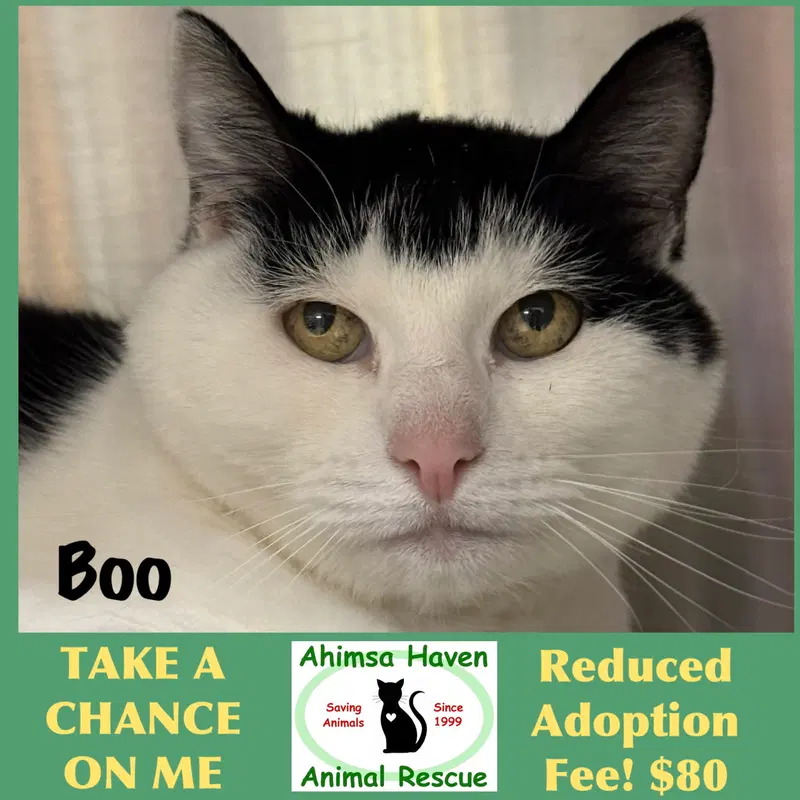 Boo, a senior female cat up for adoption