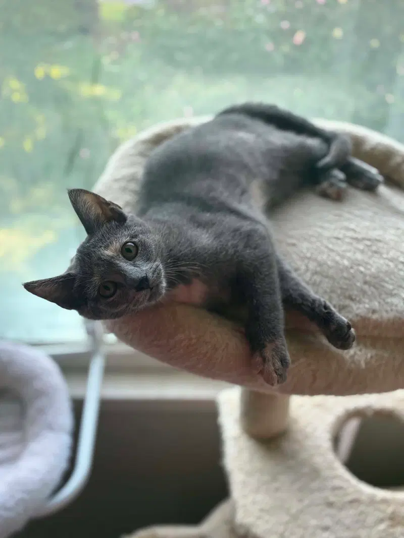 Posh, a female Tortoiseshell cat up for adoption