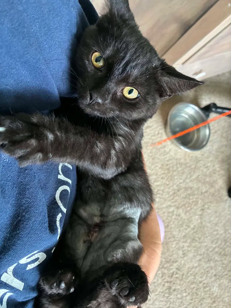 Panther, a female cat up for adoption