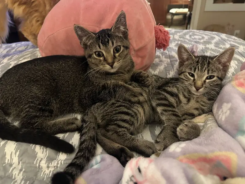 Kitty Chefs, photo 2
