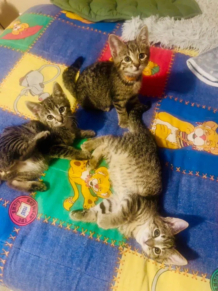 Kitty Chefs, photo 4