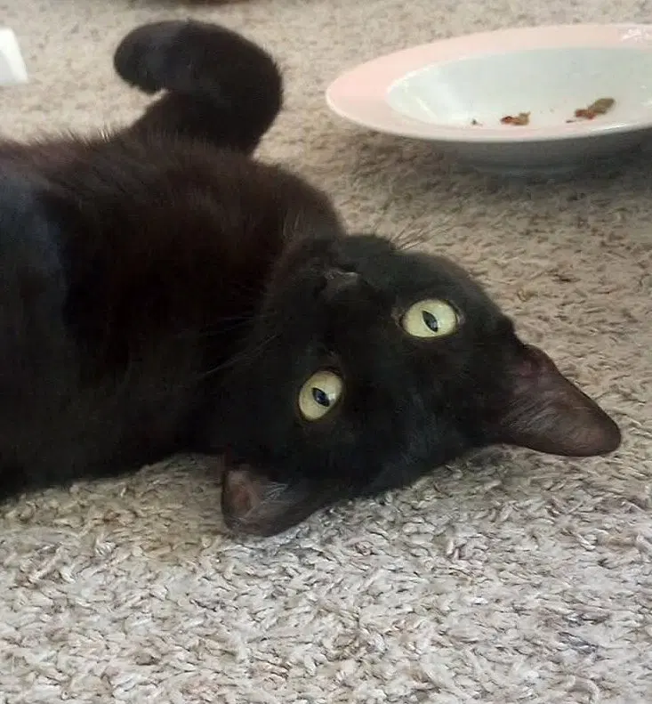 Kali, a young female Bombay cat up for adoption