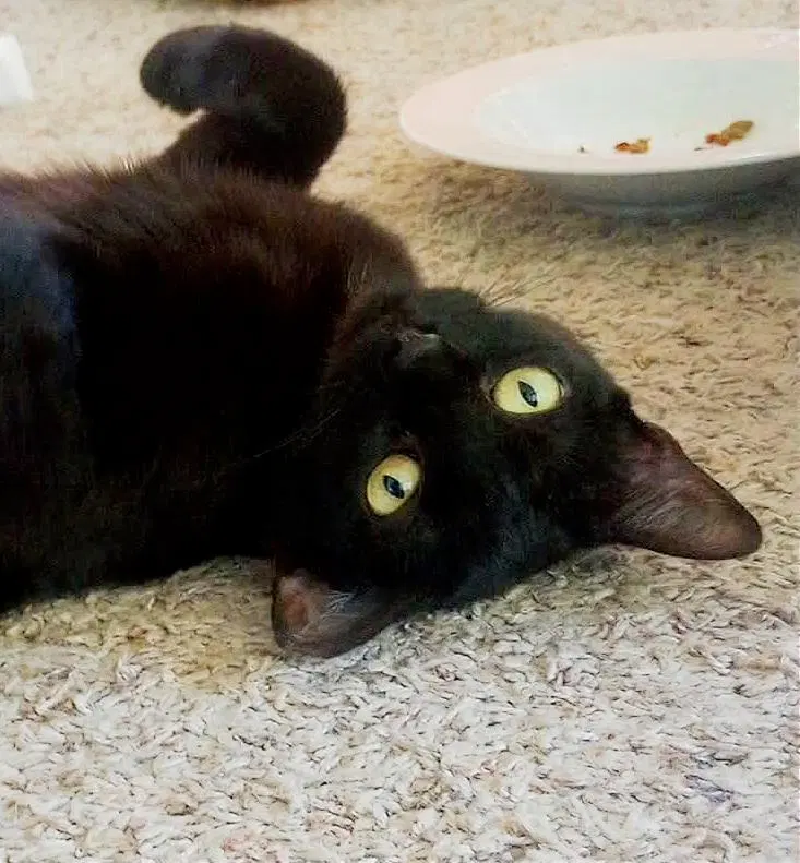Kali, photo 2
