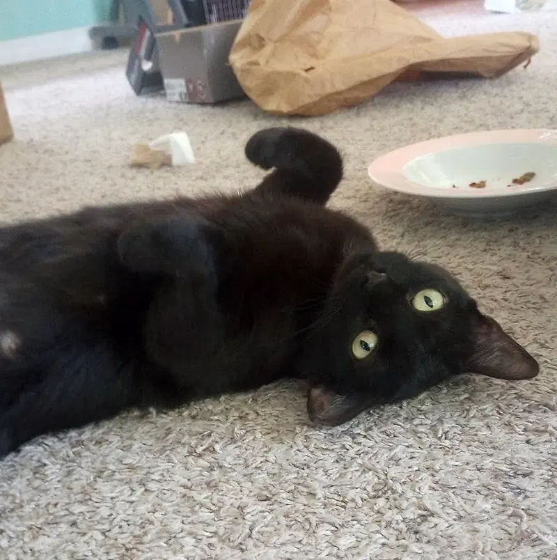 Kali, photo 3