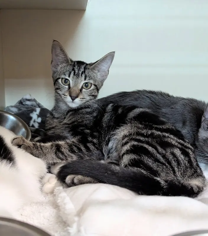 Leda, a young female Tabby cat up for adoption