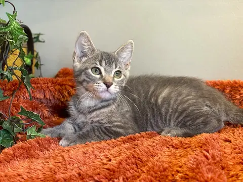 Watch the video of Munch