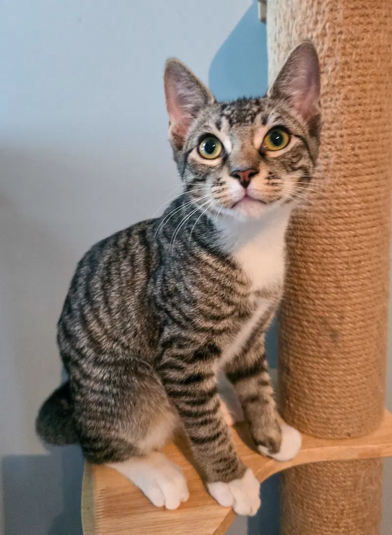 Finn, a male kitten up for adoption