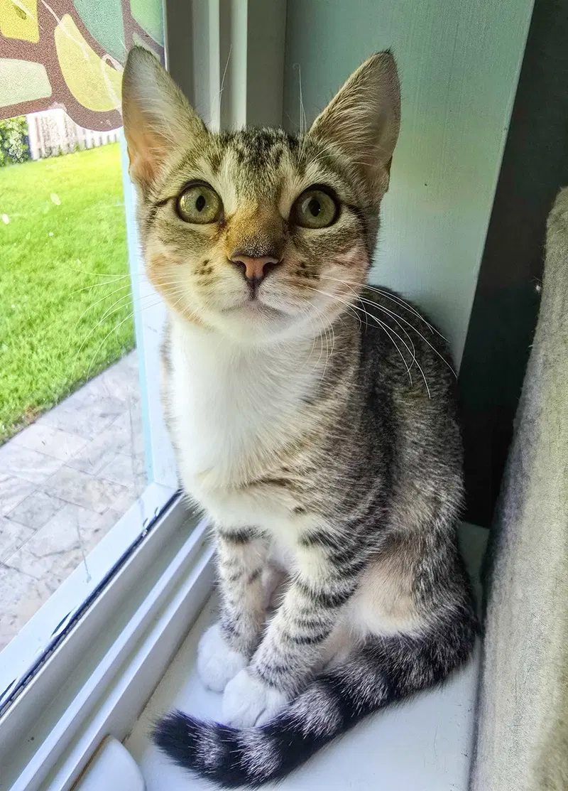 Pip, a female kitten up for adoption