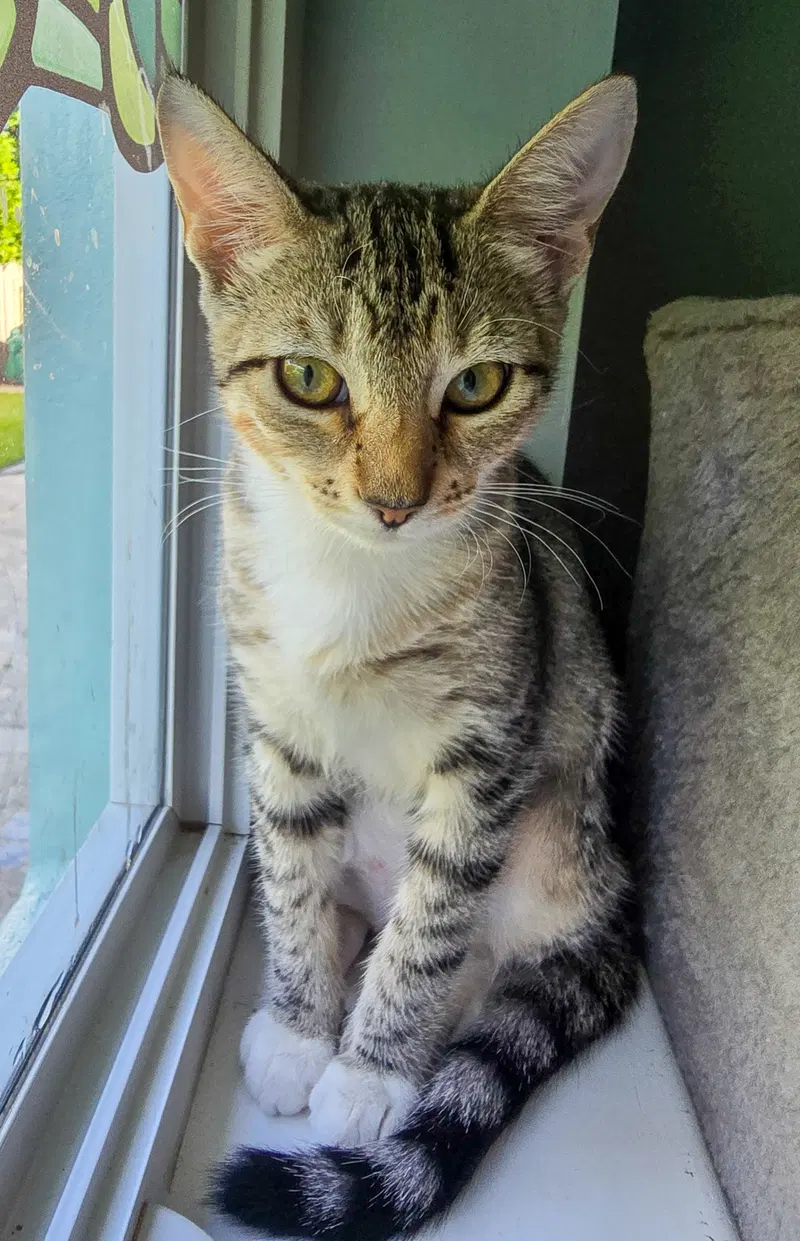 Pip, photo 2