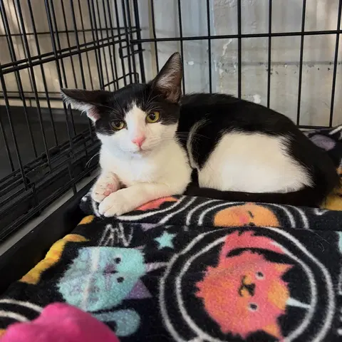 Watch the video of Misty
