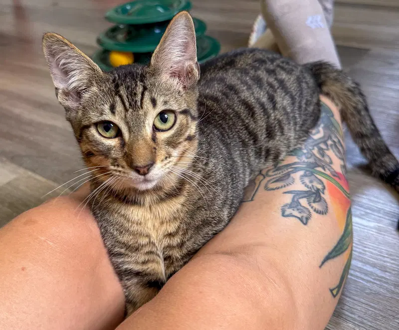 Phoenix, a male kitten up for adoption