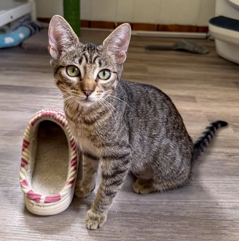 Brooklyn, a female kitten up for adoption
