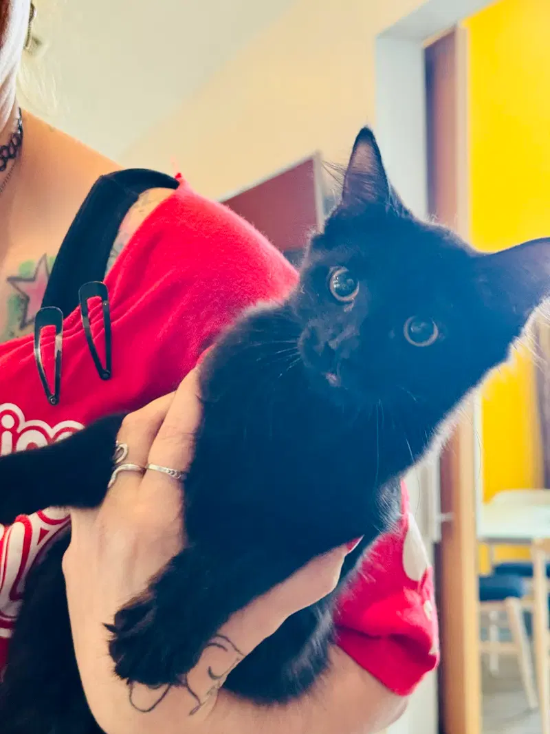 Mac, a male kitten up for adoption