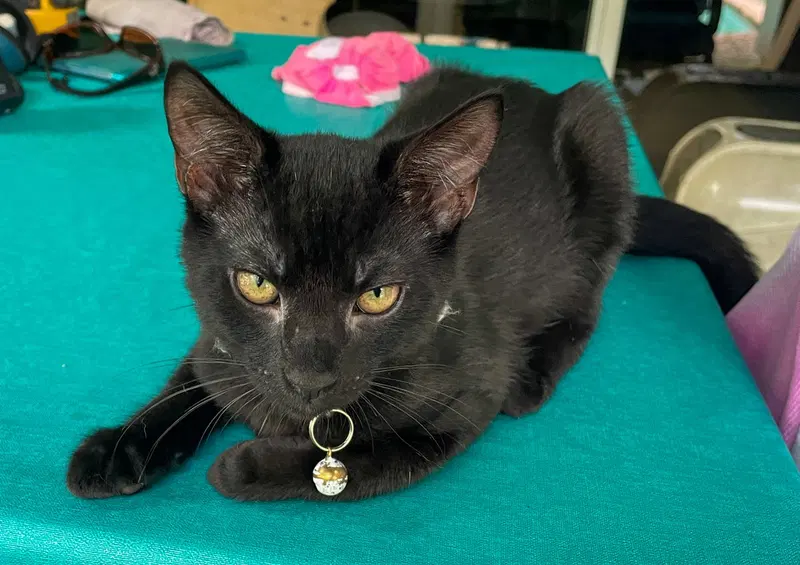 Dewey, a male kitten up for adoption