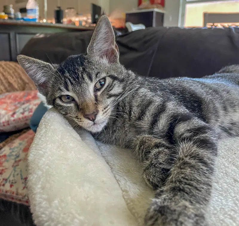 Louie, a male kitten up for adoption