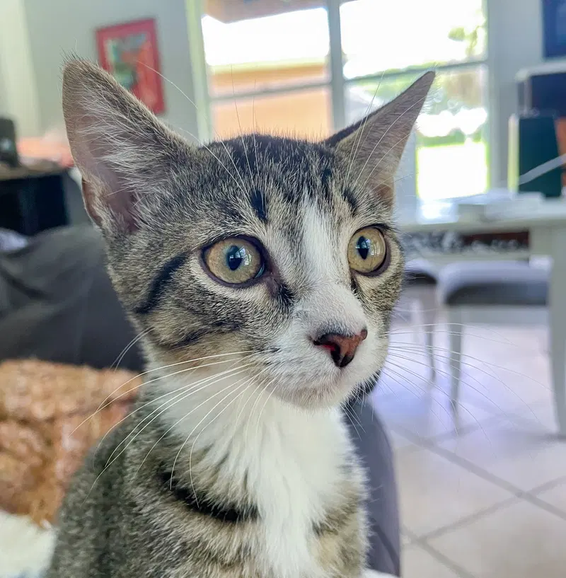 Huey, a male kitten up for adoption