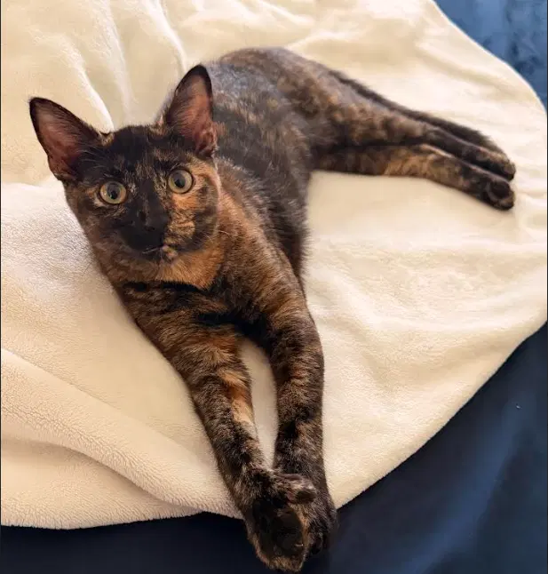 Miss Mittens, a young female Extra-Toes Cat (Hemingway Polydactyl) cat up for adoption