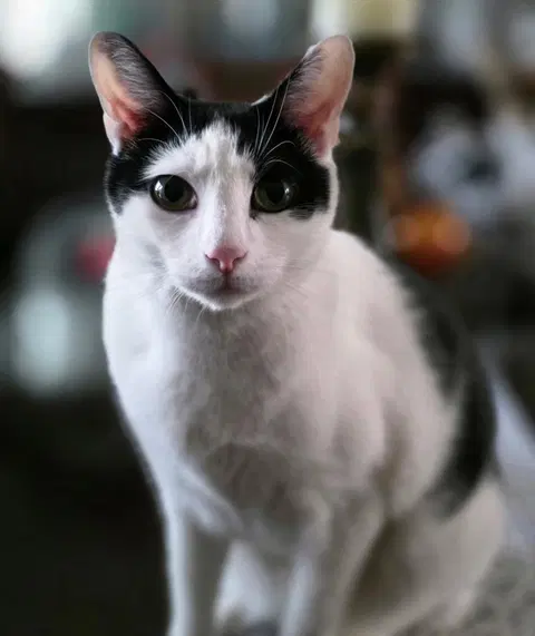 Watch the video of Tom