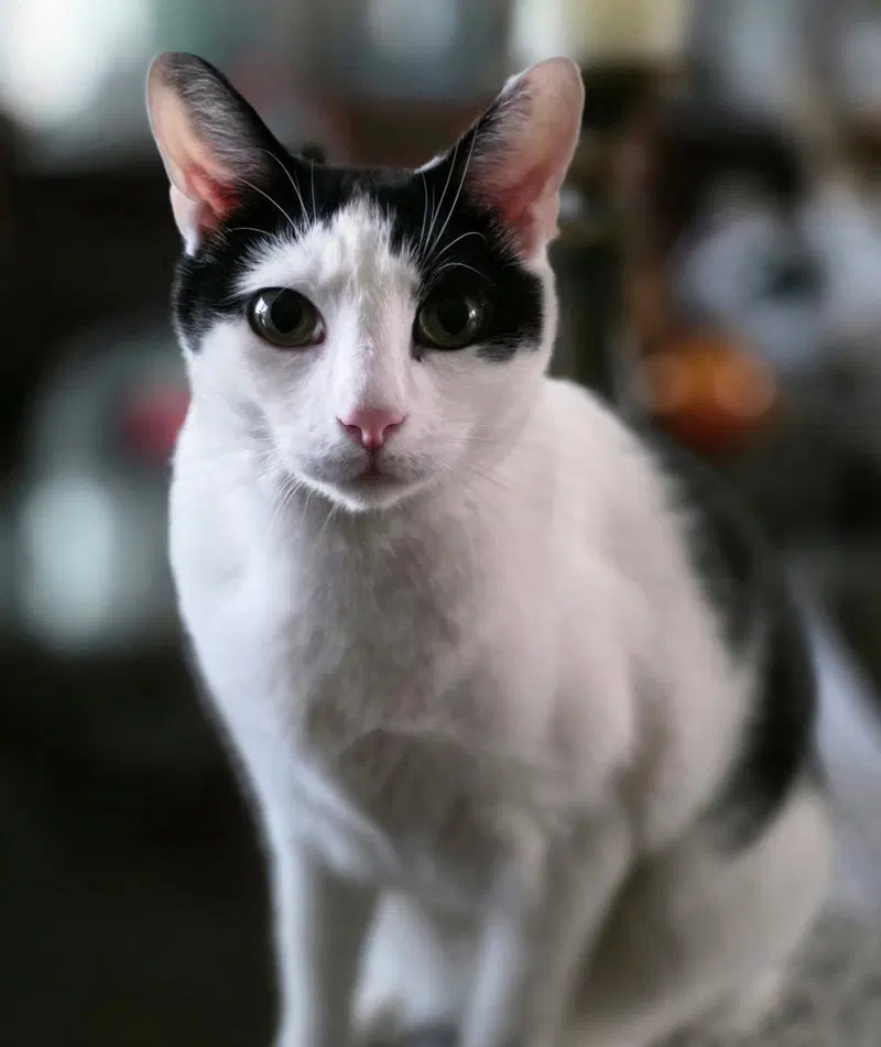 Tom, an adult male Turkish Van cat up for adoption
