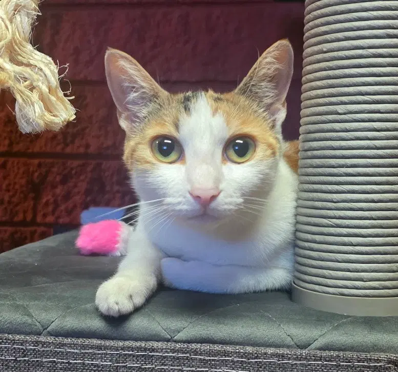 Miki, an adult female Calico cat up for adoption