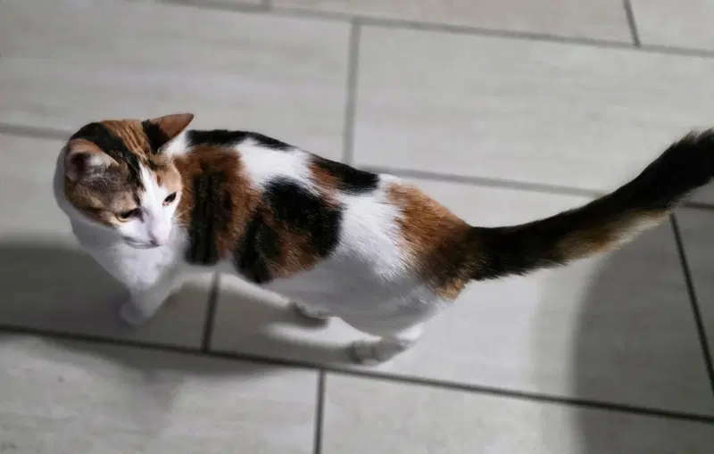 Miki, photo 2