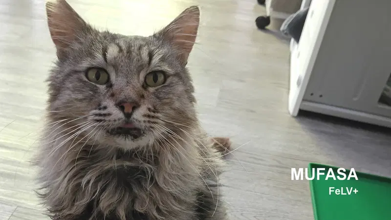 Mufasa, an adult male cat up for adoption