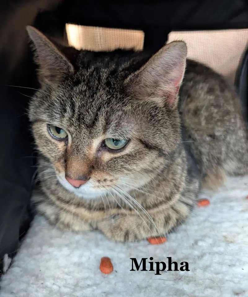 Mipha, photo 2