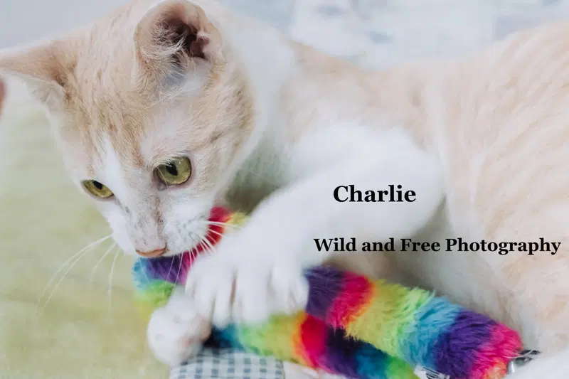 Charlie, photo 2